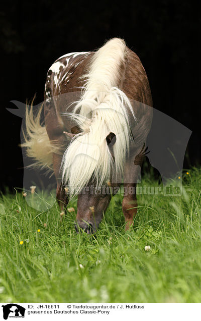 grasendes Deutsches Classic-Pony / browsing german classic pony / JH-16611
