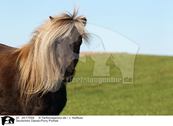 Deutsches Classic-Pony Portrait / JH-17599