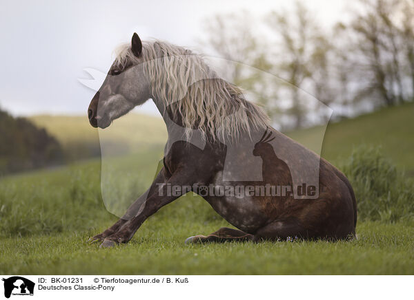 Deutsches Classic-Pony / BK-01231