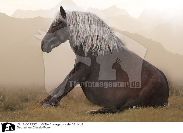 Deutsches Classic-Pony / German Classic Pony / BK-01232