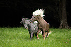 2 Deutsche Classic-Ponys