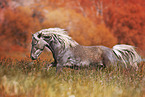 Deutsches Classic-Pony
