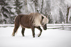 Deutsches Classic-Pony