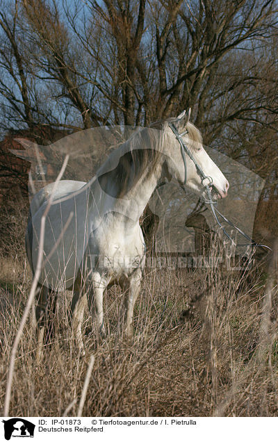 Deutsches Reitpferd / horse / IP-01873