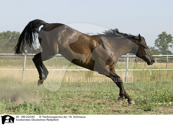 bockendes Deutsches Reitpferd / bucking horse / NS-02040
