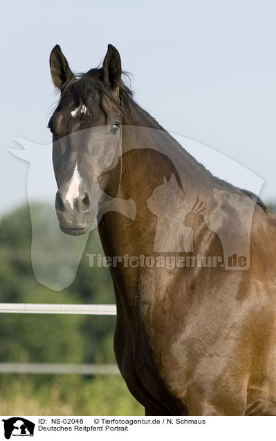 Deutsches Reitpferd Portrait / horse portrait / NS-02046