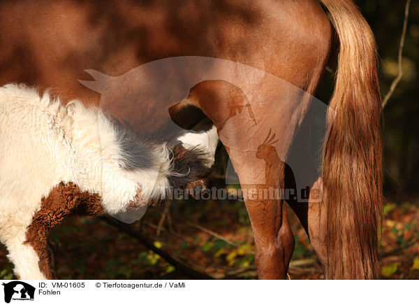 Fohlen / foal / VM-01605