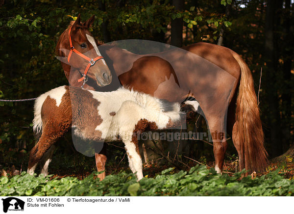 Stute mit Fohlen / mare with foal / VM-01606