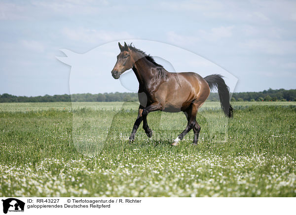 galoppierendes Deutsches Reitpferd / galloping warmblood / RR-43227