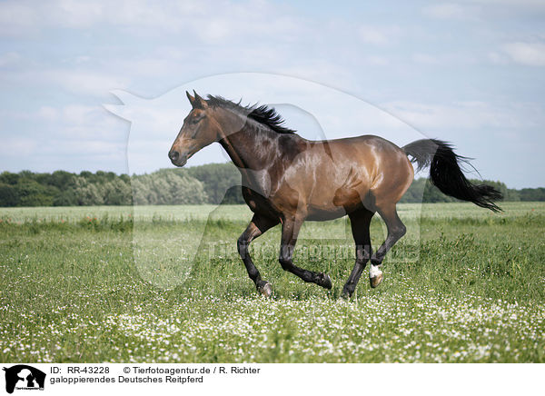 galoppierendes Deutsches Reitpferd / galloping warmblood / RR-43228