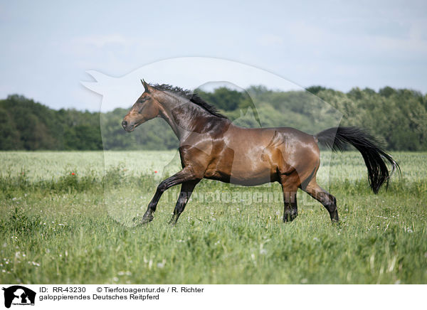 galoppierendes Deutsches Reitpferd / galloping warmblood / RR-43230