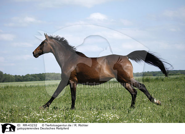 galoppierendes Deutsches Reitpferd / galloping warmblood / RR-43232