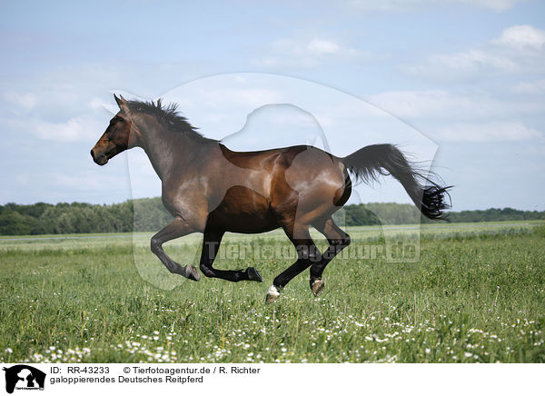 galoppierendes Deutsches Reitpferd / galloping warmblood / RR-43233