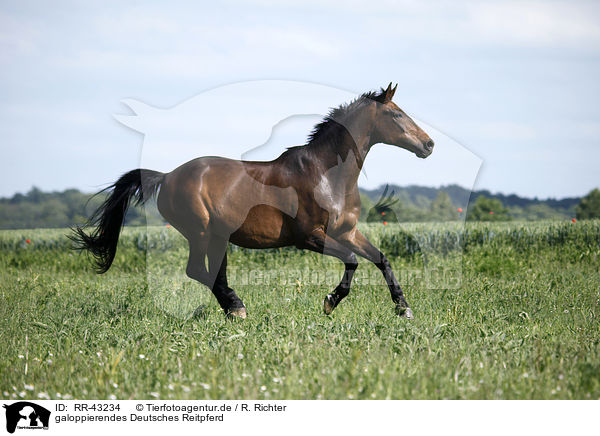 galoppierendes Deutsches Reitpferd / RR-43234