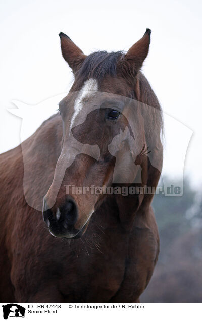 Senior Pferd / Senior Horse / RR-47448