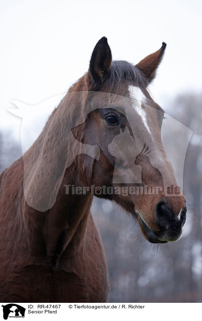 Senior Pferd / Senior Horse / RR-47467