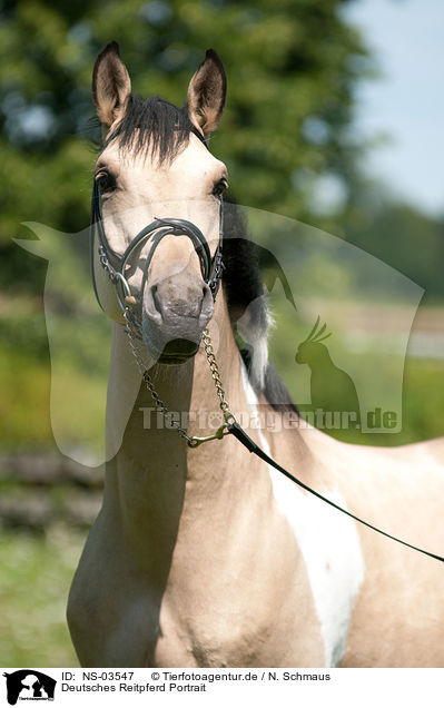 Deutsches Reitpferd Portrait / NS-03547