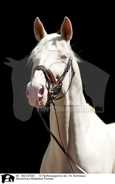 Deutsches Reitpferd Portrait / warmblood portrait / NS-03550
