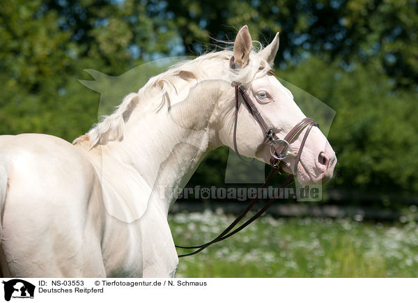 Deutsches Reitpferd / warmblood / NS-03553