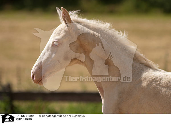 ZfdP Fohlen / foal / NS-03885