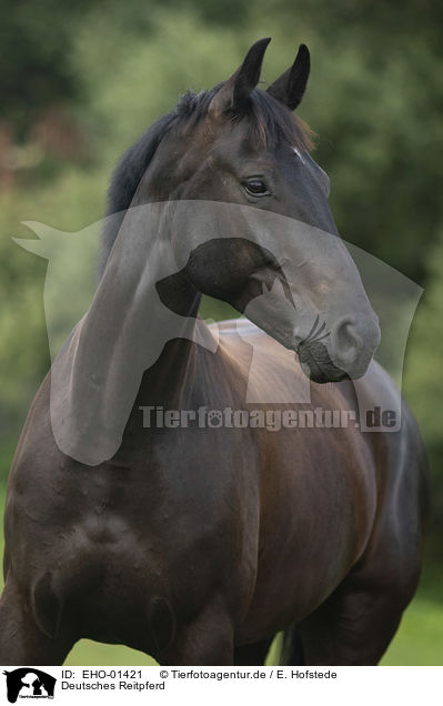 Deutsches Reitpferd / German Riding Horse / EHO-01421