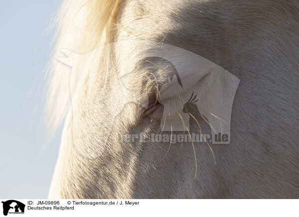 Deutsches Reitpferd / German Riding Horse / JM-09896