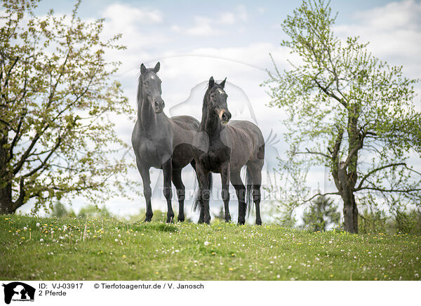 2 Pferde / 2 horses / VJ-03917