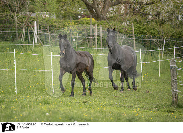 2 Pferde / 2 horses / VJ-03920