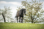 Warmblut auf der Weide