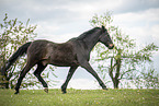 Warmblut auf der Weide