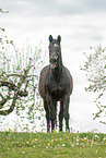 Warmblut auf der Weide