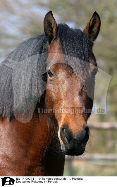 Deutsches Reitpony im Portrait / Pony Portrait / IP-00314