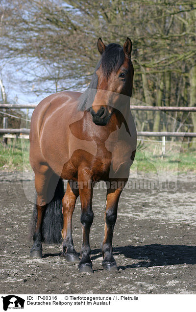 Deutsches Reitpony steht im Auslauf / IP-00316