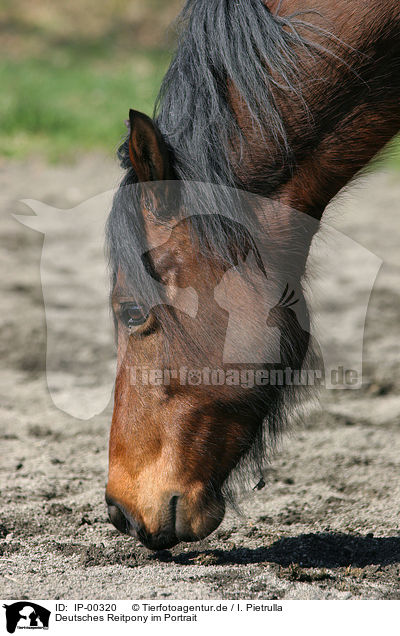 Deutsches Reitpony im Portrait / Pony Portrait / IP-00320