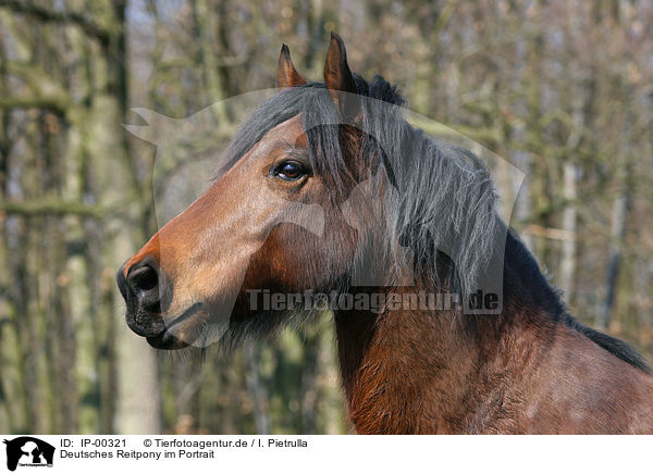 Deutsches Reitpony im Portrait / Pony Portrait / IP-00321