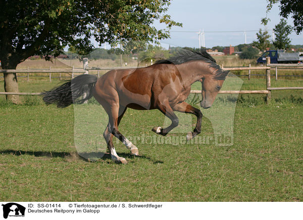 Deutsches Reitpony im Galopp / galloping pony / SS-01414