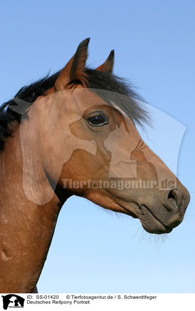 Deutsches Reitpony Portrait / Pony Portrait / SS-01420