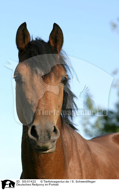 Deutsches Reitpony im Portrait / pony portrait / SS-01422