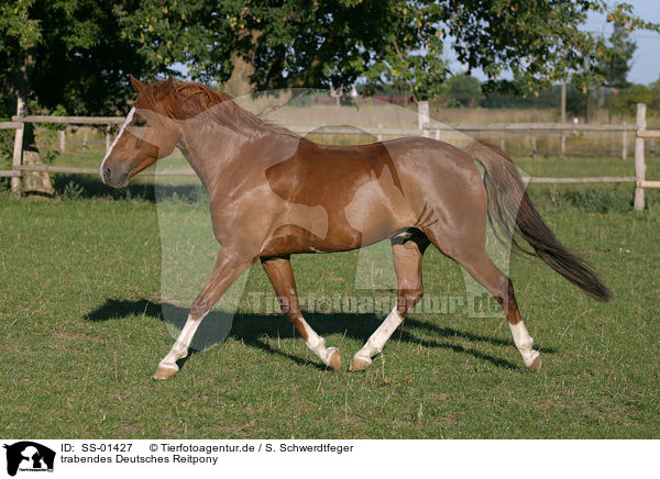 trabendes Deutsches Reitpony / trotting pony / SS-01427