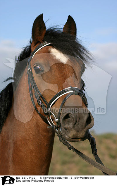 Deutsches Reitpony Portrait / Pony Portrait / SS-01432