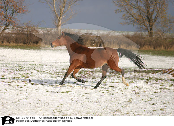 trabendes Deutsches Reitpony im Schnee / trotting pony in the snow / SS-01555