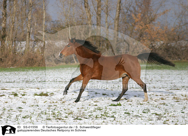galoppierendes Deutsches Reitpony im Schnee / galloping pony in the snow / SS-01556