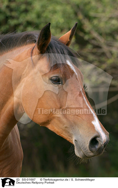 Deutsches Reitpony Portrait / pony portrait / SS-01687