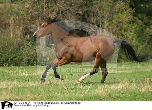 Deutsches Reitpony im Galopp / galloping pony / SS-01694