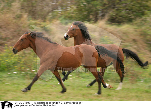 galoppierende Deutsche Reitponies / galloping Ponies / SS-01699