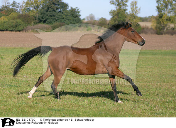 Deutsches Reitpony im Galopp / galloping pony / SS-01700