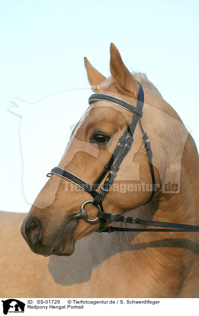 Reitpony Hengst Portrait / portrait of a pony stallion / SS-01729