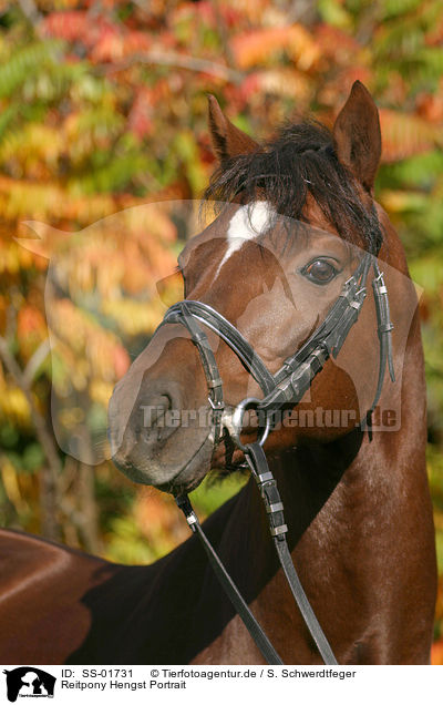 Reitpony Hengst Portrait / portrait of a pony stallion / SS-01731
