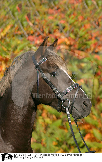 Reitpony Hengst Portrait / portrait of a pony stallion / SS-01732
