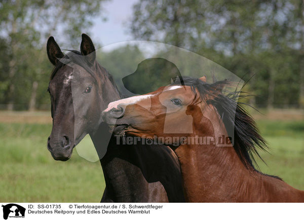 Deutsches Reitpony und Edles Deutsches Warmblut / 2 horses / SS-01735